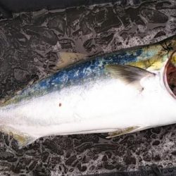 康仁丸・ジギング釣り果